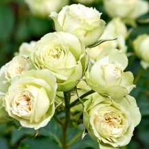 Lovely Green (Лавли Грин) - дворічнi